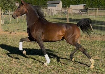 DM Number One Crush, Arabian mare for sale, Arabian English Pleasure, Arabian Broodmare