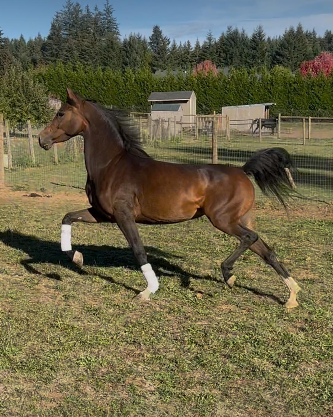 DM Number One Crush, Arabian mare for sale, Arabian English Pleasure, Arabian Broodmare