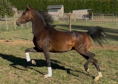 DM Number One Crush, Arabian mare for sale, Arabian English Pleasure, Arabian Broodmare