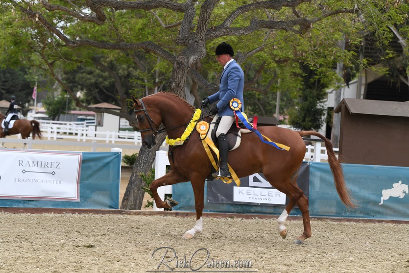 LMB Khode Redd, Half-Arabian hunter gelding, Half-Arabian hunter for sale