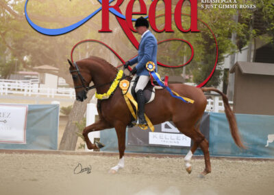 LMB Khode Redd, Half-Arabian hunter gelding, Half-Arabian hunter for sale