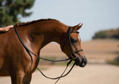 Michelangelo BVA, Arabian gelding, Arabian hunter pleasure, Arabian sporthorse
