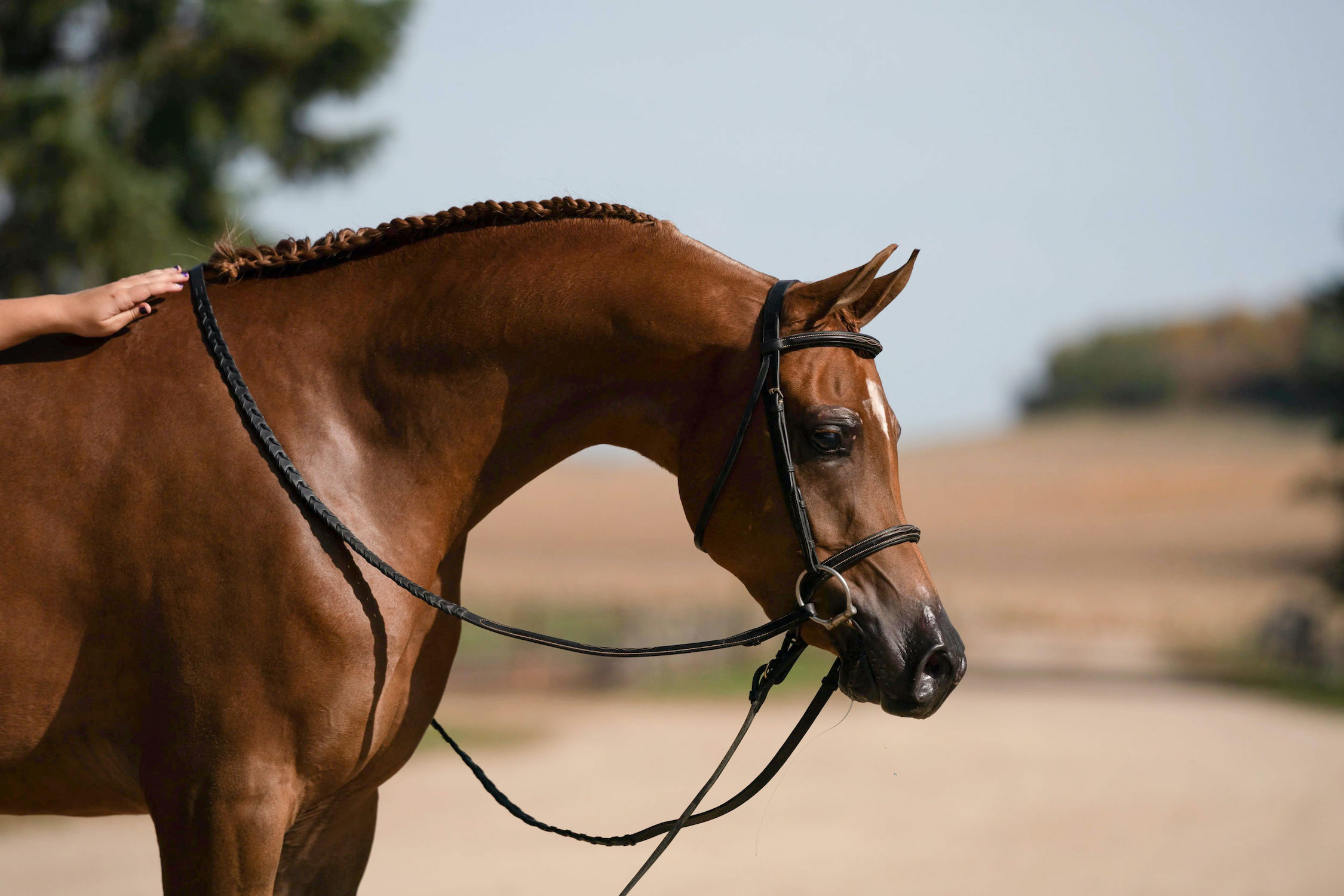 Michelangelo BVA, Arabian gelding, Arabian hunter pleasure, Arabian sporthorse