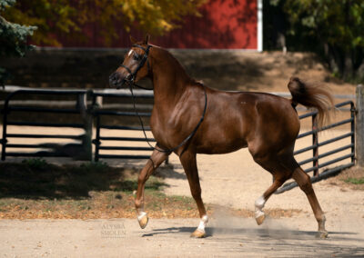 Michelangelo BVA, Arabian gelding, Arabian hunter pleasure, Arabian sporthorse