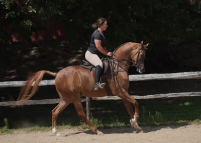 Michelangelo BVA, Arabian gelding, Arabian hunter pleasure, Arabian sporthorse