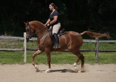 Michelangelo BVA, Arabian gelding, Arabian hunter pleasure, Arabian sporthorse