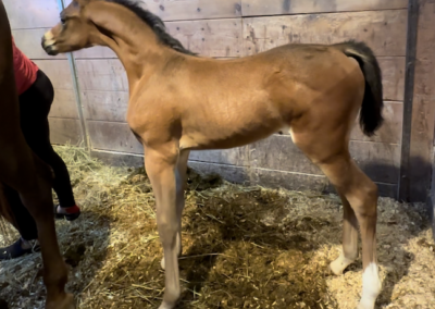 Born ToBeA Bachlr LLA, Arabian colt, AWPA, arabian halter colt, arabian western pleasure