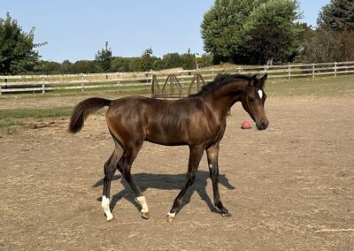 Born ToBeA Bachlr LLA, Arabian colt, AWPA, arabian halter colt, arabian western pleasure