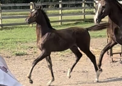 Born ToBeA Bachlr LLA, Arabian colt, AWPA, arabian halter colt, arabian western pleasure