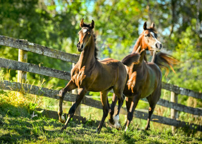 Born ToBeA Bachlr LLA, Arabian colt, AWPA, arabian halter colt, arabian western pleasure