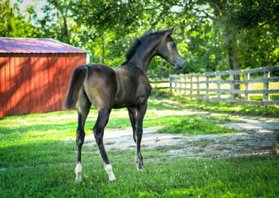 Born ToBeA Bachlr LLA, Arabian colt, AWPA, arabian halter colt, arabian western pleasure