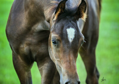 Born ToBeA Bachlr LLA, Arabian colt, AWPA, arabian halter colt, arabian western pleasure