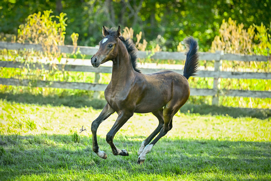 Born ToBeA Bachlr LLA, Arabian colt, AWPA, arabian halter colt, arabian western pleasure