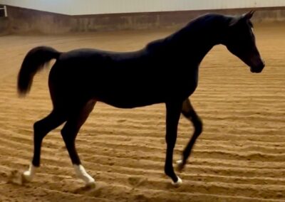 Born ToBeA Bachlr LLA, Arabian colt, AWPA, arabian halter colt, arabian western pleasure