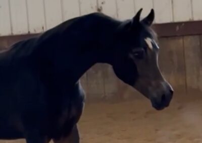 Born ToBeA Bachlr LLA, Arabian colt, AWPA, arabian halter colt, arabian western pleasure