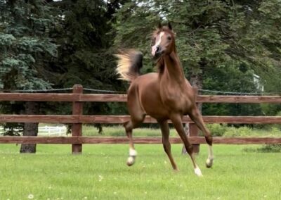 Khosmic Charlie LLA, arabian gelding for sale