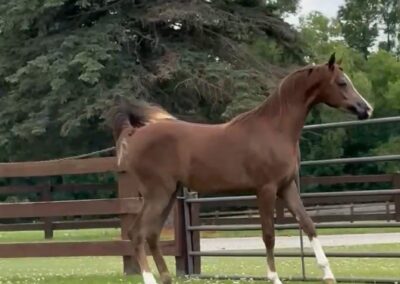 Khosmic Charlie LLA, arabian gelding for sale