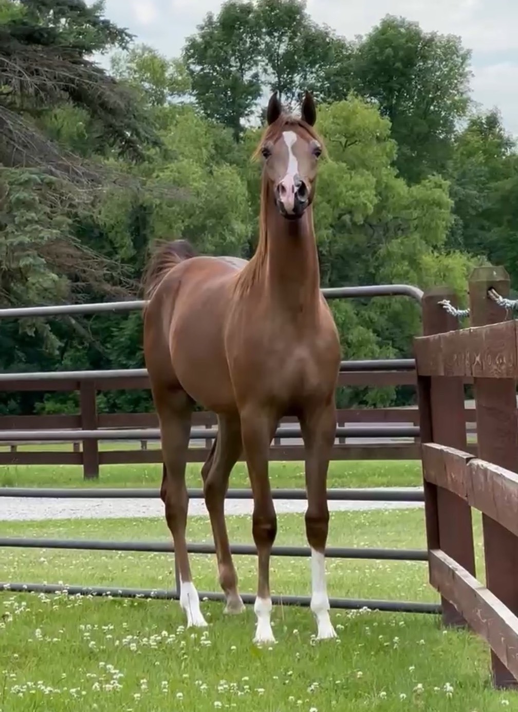 Khosmic Charlie LLA, arabian gelding for sale