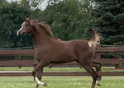 Khosmic Charlie LLA, arabian gelding for sale