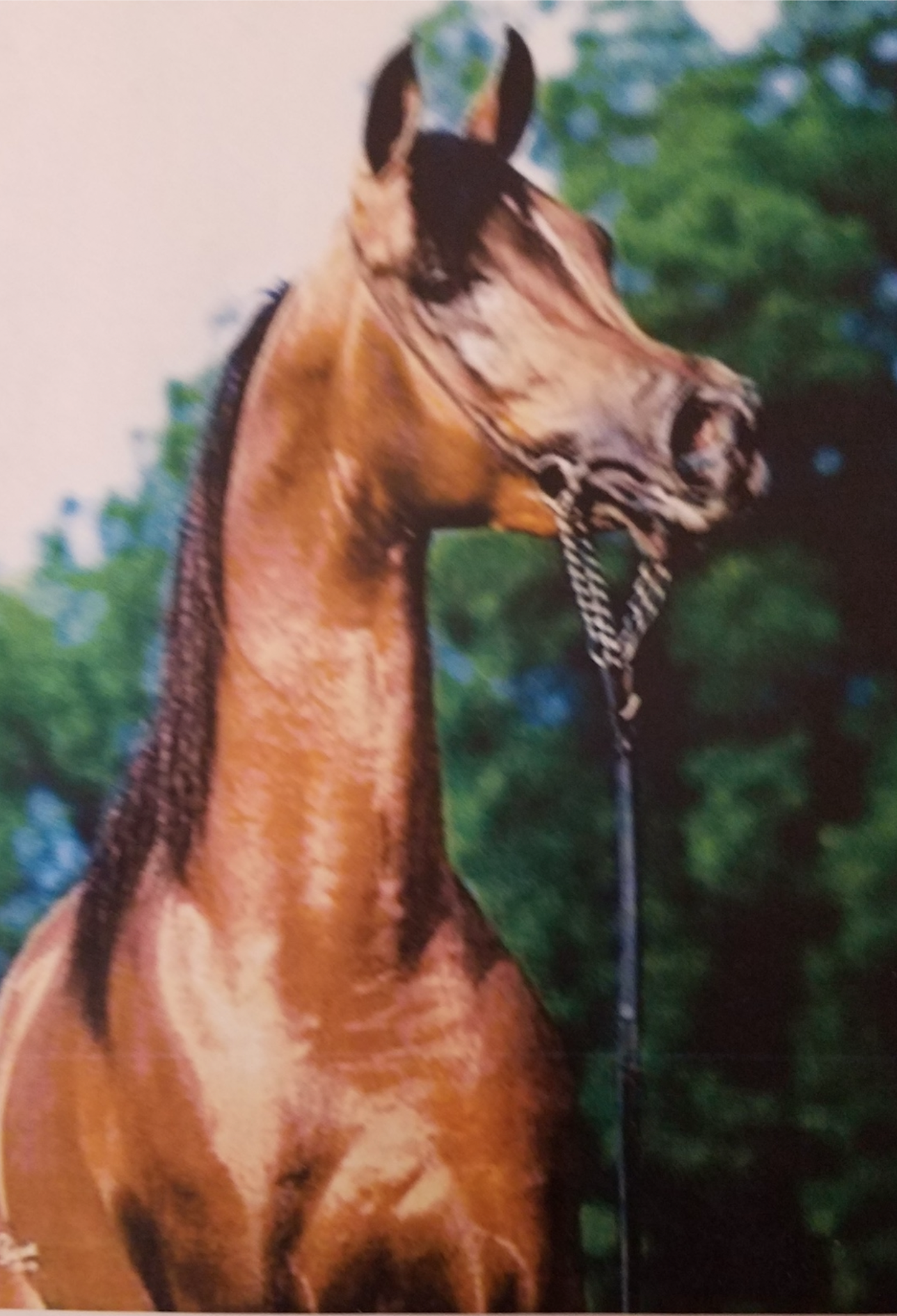 epvega Basilio CS, Arabian Stallion, At Stud