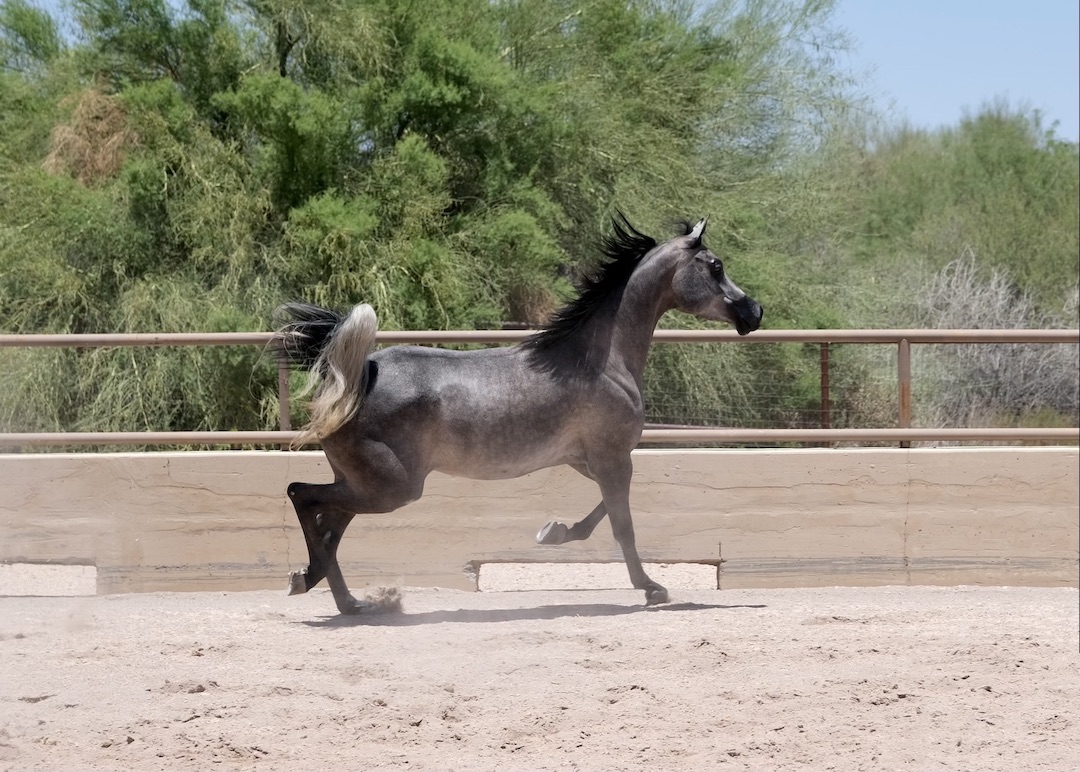 Arabian mare, Arabian mare for sale, Arabian hunter pleasure, Arabian halter mare, Arabian broodmare