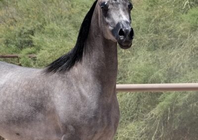 Arabian mare, Arabian mare for sale, Arabian hunter pleasure, Arabian halter mare, Arabian broodmare