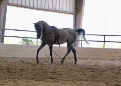 Arabian mare, Arabian mare for sale, Arabian hunter pleasure, Arabian halter mare, Arabian broodmare