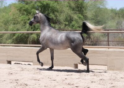 Arabian mare, Arabian mare for sale, Arabian hunter pleasure, Arabian halter mare, Arabian broodmare