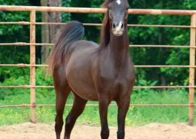 VERSACE AL SHAHANIA, Arabian gelding, Arabian gelding for sale