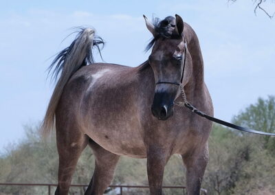 Arabian mare, Arabian mare for sale, Arabian hunter pleasure, Arabian halter mare, Arabian broodmare