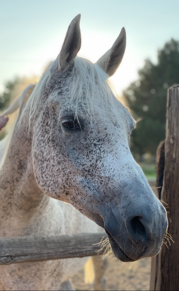 DP Silver Lining Delacourt, Arabian gelding, Arabian sporthorse, Arabian Sporthorse for sale, Arabian gelding for sale