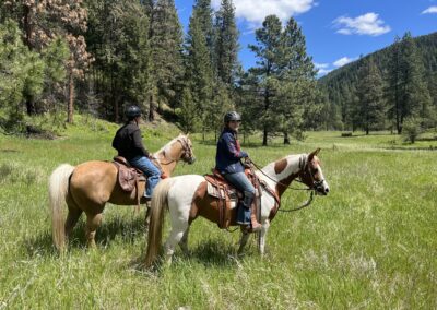 Phoenix, half-Arabian mare for sale, Half-arabian endurance horse, half-Arabian jumper