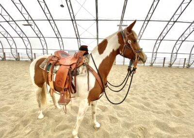 Phoenix, half-Arabian mare for sale, Half-arabian endurance horse, half-Arabian jumper