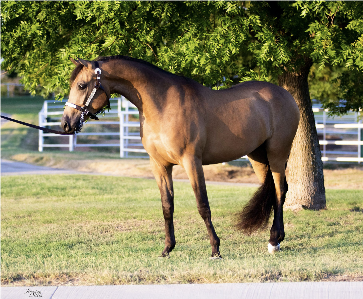 WC Whiskey Glasses, Half-Arabian Gelding, Half-Arabian Gelding for sale, Ranch riding