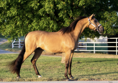 WC Whiskey Glasses, Half-Arabian Gelding, Half-Arabian Gelding for sale, Ranch riding