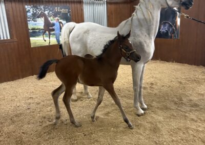 Kashmira OB, arabian mare, arabian mare for sale, arabian broodmare