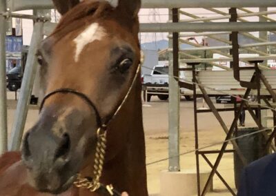 Bahira OB, arabian mare, arabian mare for sale, arabian halter mare