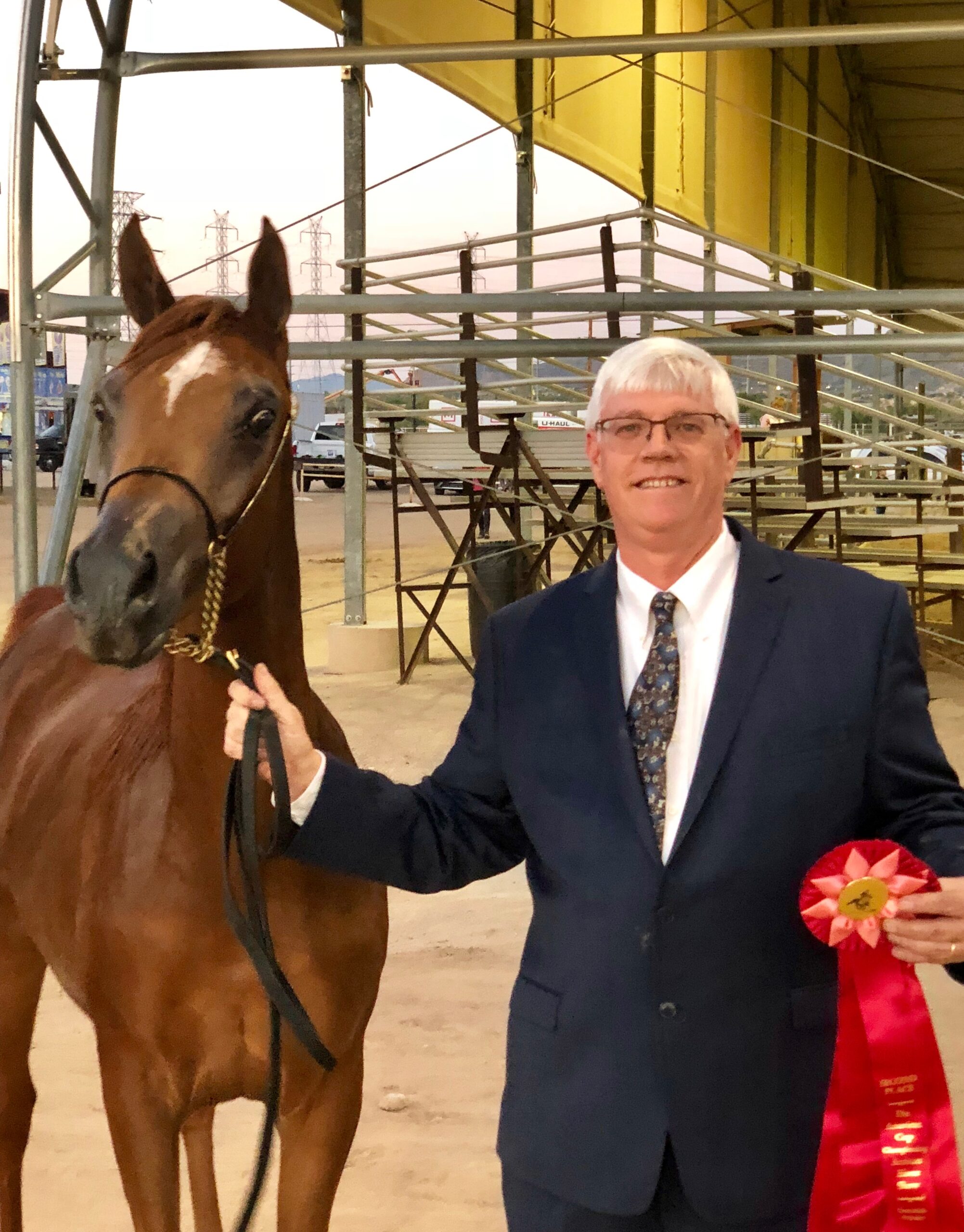 Bahira OB, arabian mare, arabian mare for sale, arabian halter mare