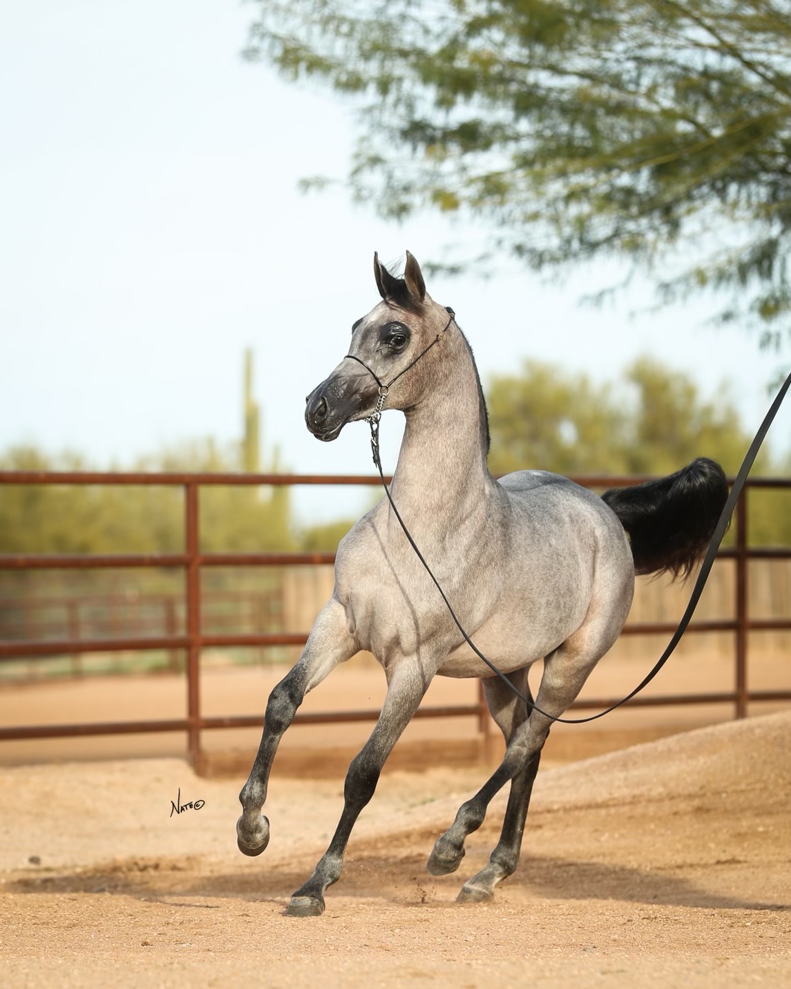 Amira Leia OBA, arabian filly, arabian filly for sale, arabian halter horse