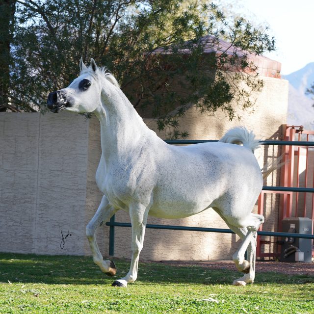 Kashmira OB, arabian mare, arabian mare for sale, arabian broodmare