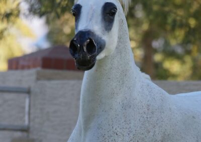 Kashmira OB, arabian mare, arabian mare for sale, arabian broodmare