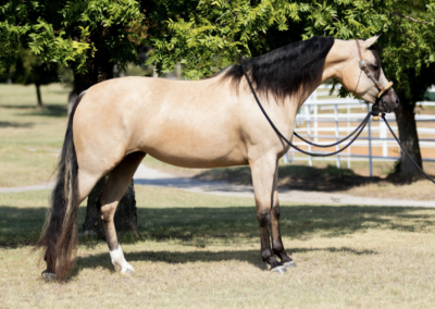 WC Dirty Blonde, Half-Arabian mare for sale, Half-Arabian mare, arabian ranch riding, ranch riding horse for sale