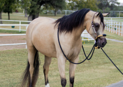 WC Dirty Blonde, Half-Arabian mare for sale, Half-Arabian mare, arabian ranch riding, ranch riding horse for sale