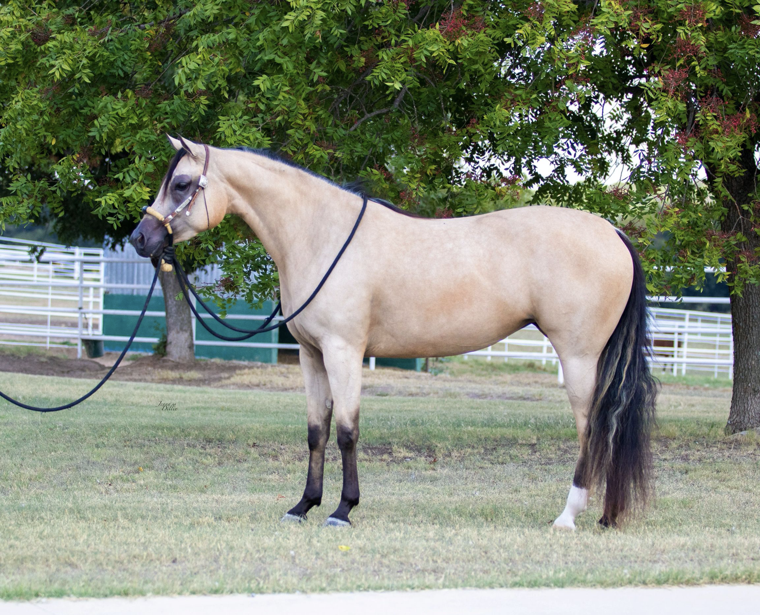 WC Dirty Blonde, Half-Arabian mare for sale, Half-Arabian mare, arabian ranch riding, ranch riding horse for sale