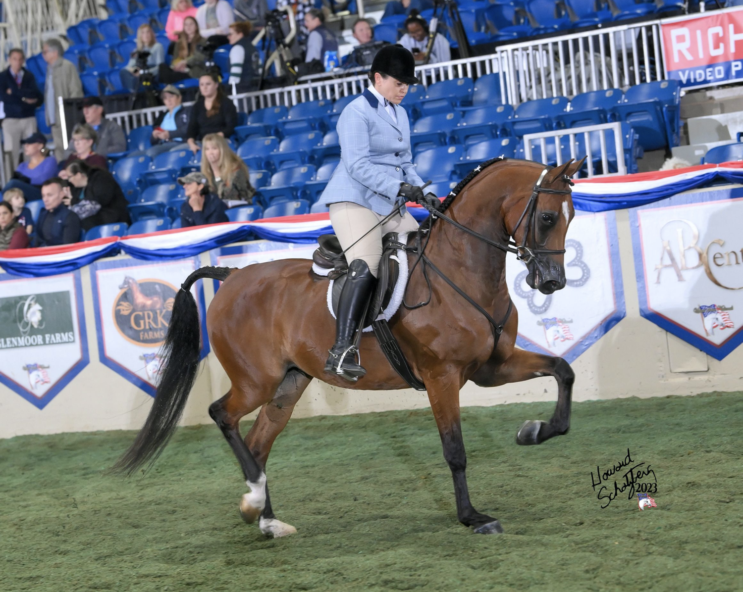 WC Day Tripper, half-Arabian mare, half-Arabian hunter mare for sale, half-Arabian hunter