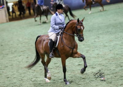 WC Day Tripper, half-Arabian mare, half-Arabian hunter mare for sale, half-Arabian hunter
