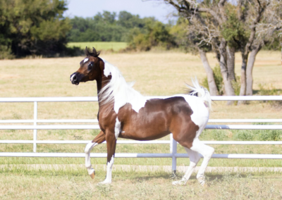 WC Made Ya Look, half-Arabian mare, half-arabian mare for sale, half-arabian halter , half-arabian pinto
