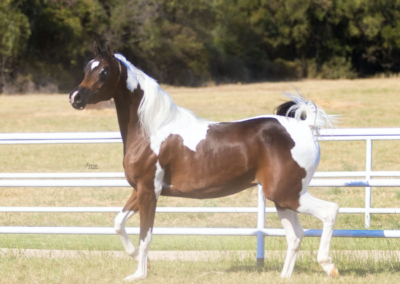 WC Made Ya Look, half-Arabian mare, half-arabian mare for sale, half-arabian halter , half-arabian pinto