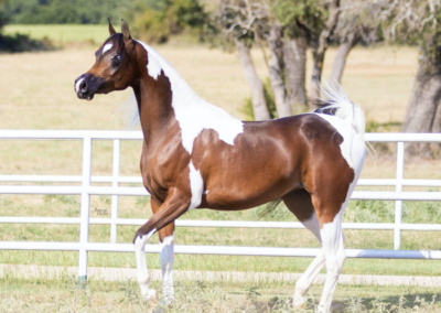 WC Made Ya Look, half-Arabian mare, half-arabian mare for sale, half-arabian halter , half-arabian pinto