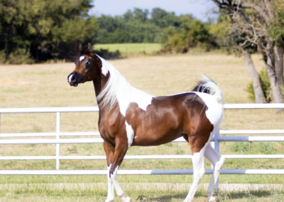 WC Made Ya Look, half-Arabian mare, half-arabian mare for sale, half-arabian halter , half-arabian pinto
